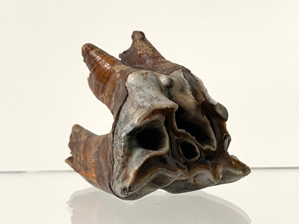 2.29" Coelodonta species Molar - FossilsAndMore