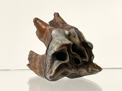 2.29" Coelodonta species Molar - FossilsAndMore