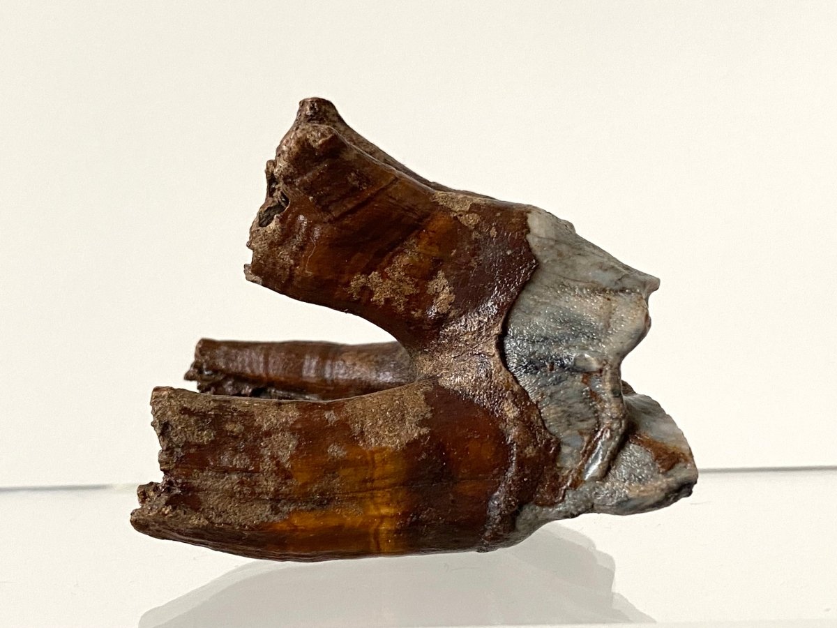 2.29" Coelodonta species Molar - FossilsAndMore