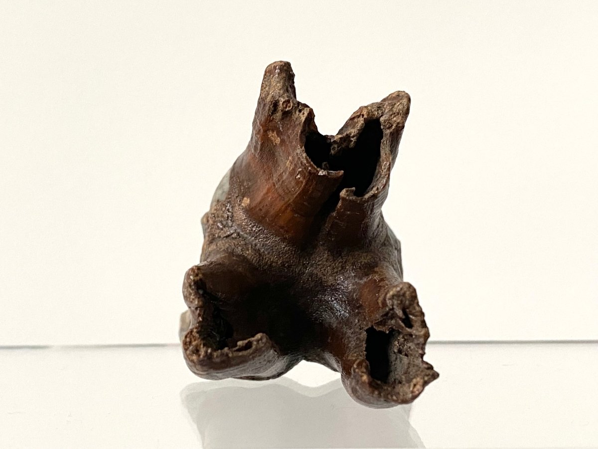 2.29" Coelodonta species Molar - FossilsAndMore