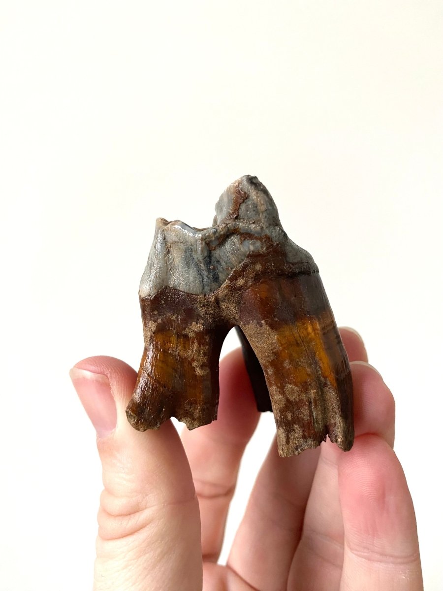 2.29" Coelodonta species Molar - FossilsAndMore