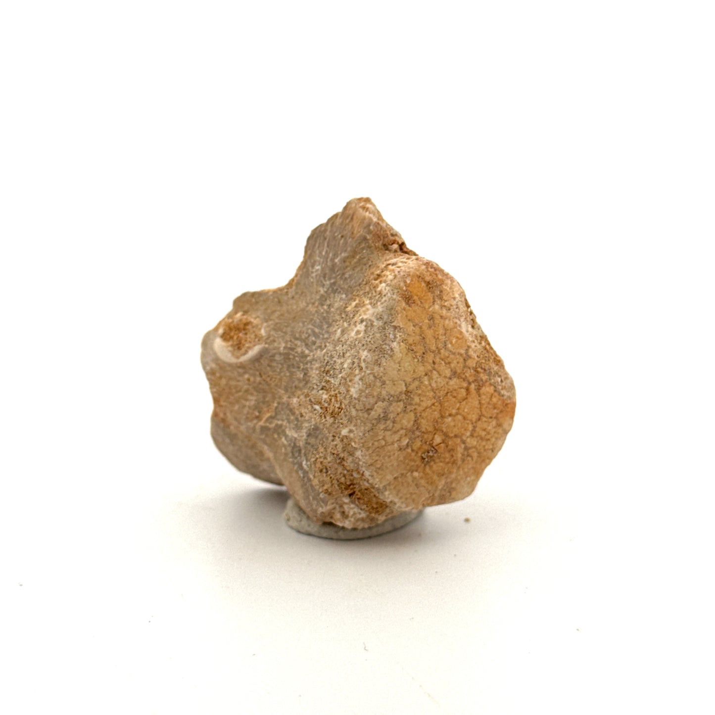 Small Mosasaur caudal vertebra from Late Cretaceous, Morocco (1.38")