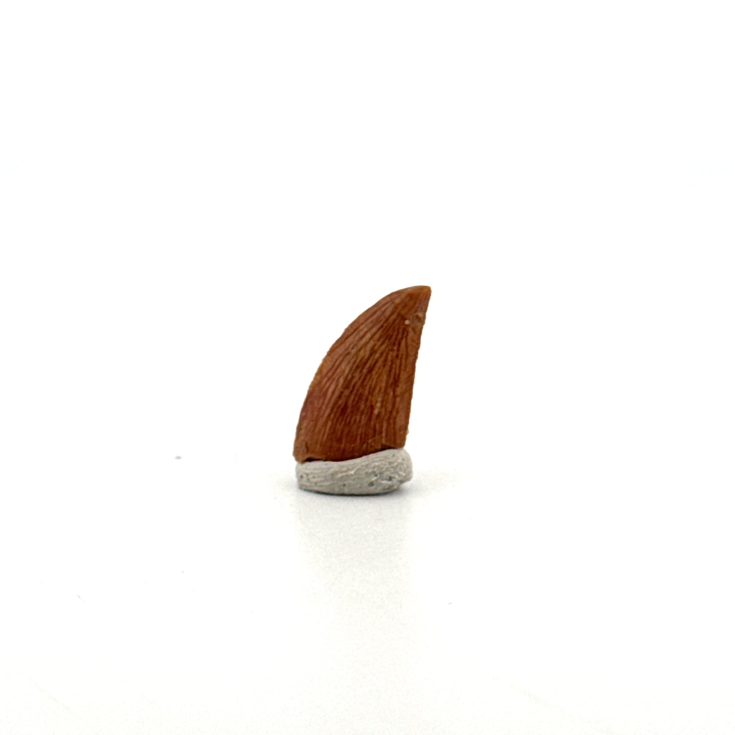 Abelisaurid fossil dinosaur tooth from Kem Kem, Morocco (0.58")