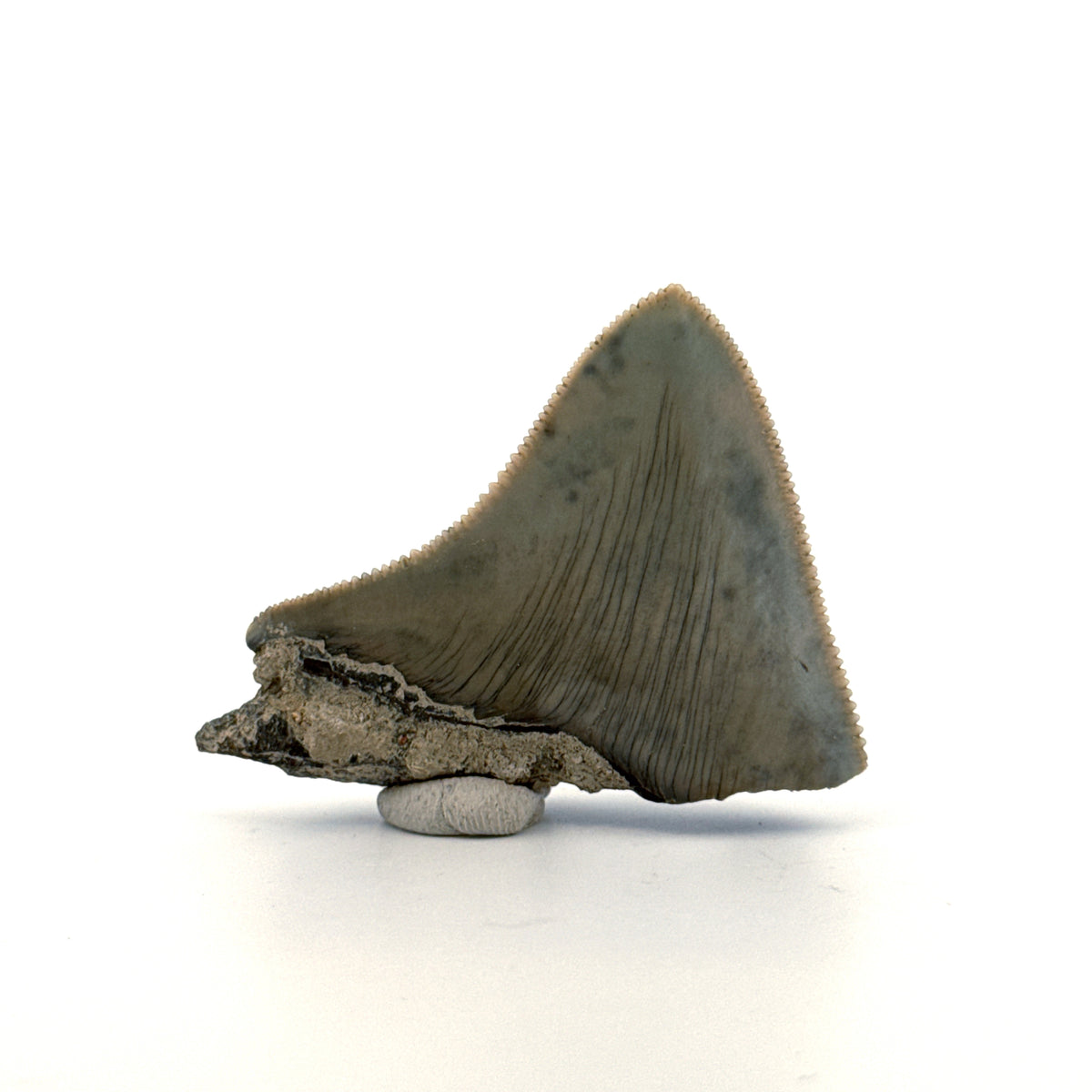 Megalodon Tandfragment uit Indonesië | 2,08 inch