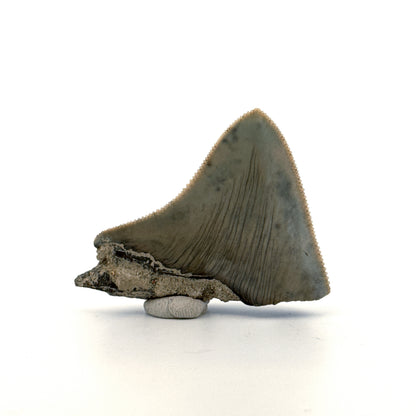 Megalodon Tandfragment uit Indonesië | 2,08 inch