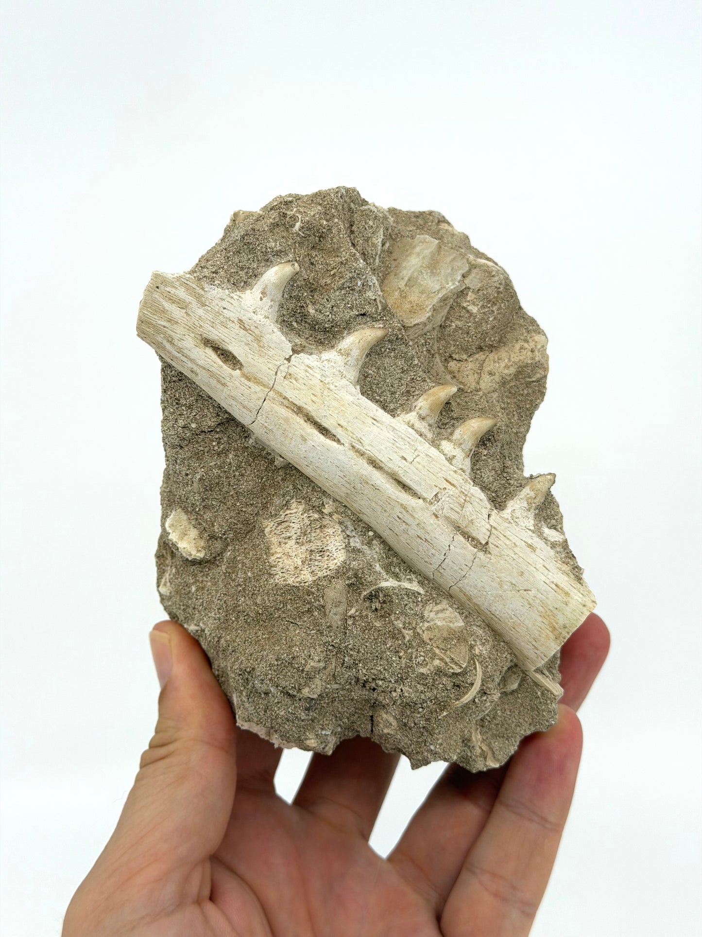 Halisaurus Arambourgi Kaakfragment met 5 Tanden op Matrix – Marokko