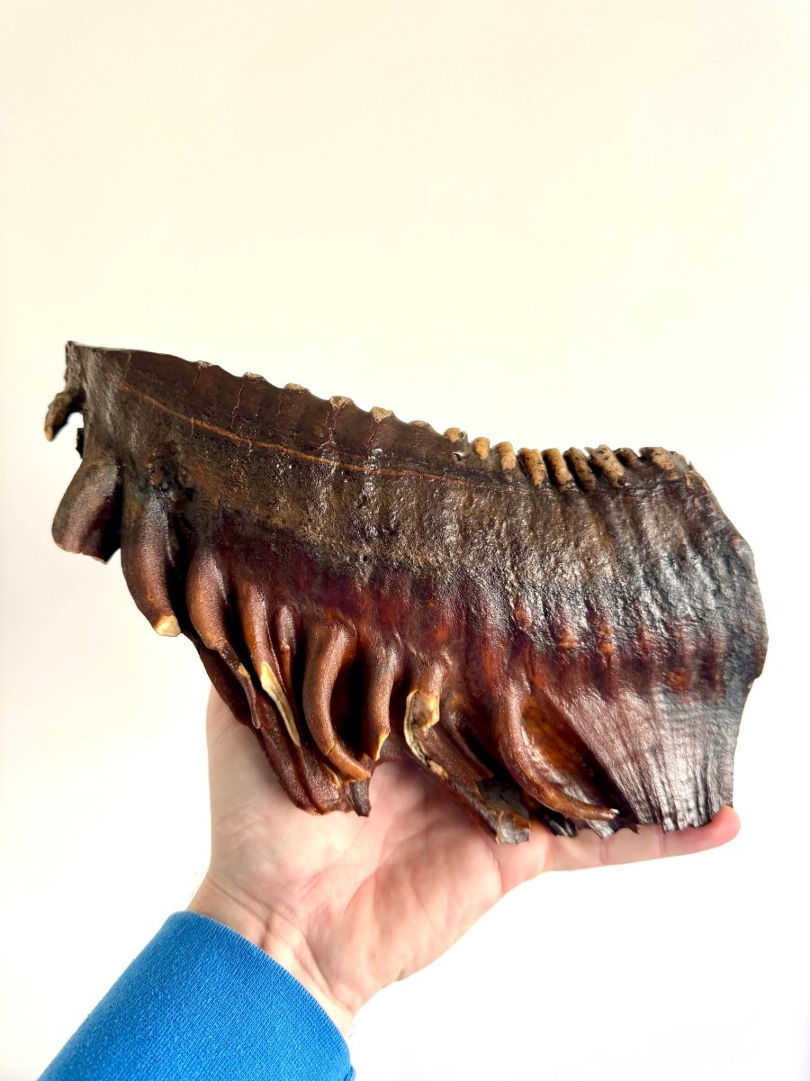 2.6 KG Mammoth Molar, Permafrost, Jakutia - FossilsAndMore