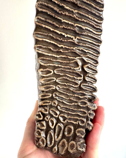 2.6 KG Mammoth Molar, Permafrost, Jakutia - FossilsAndMore