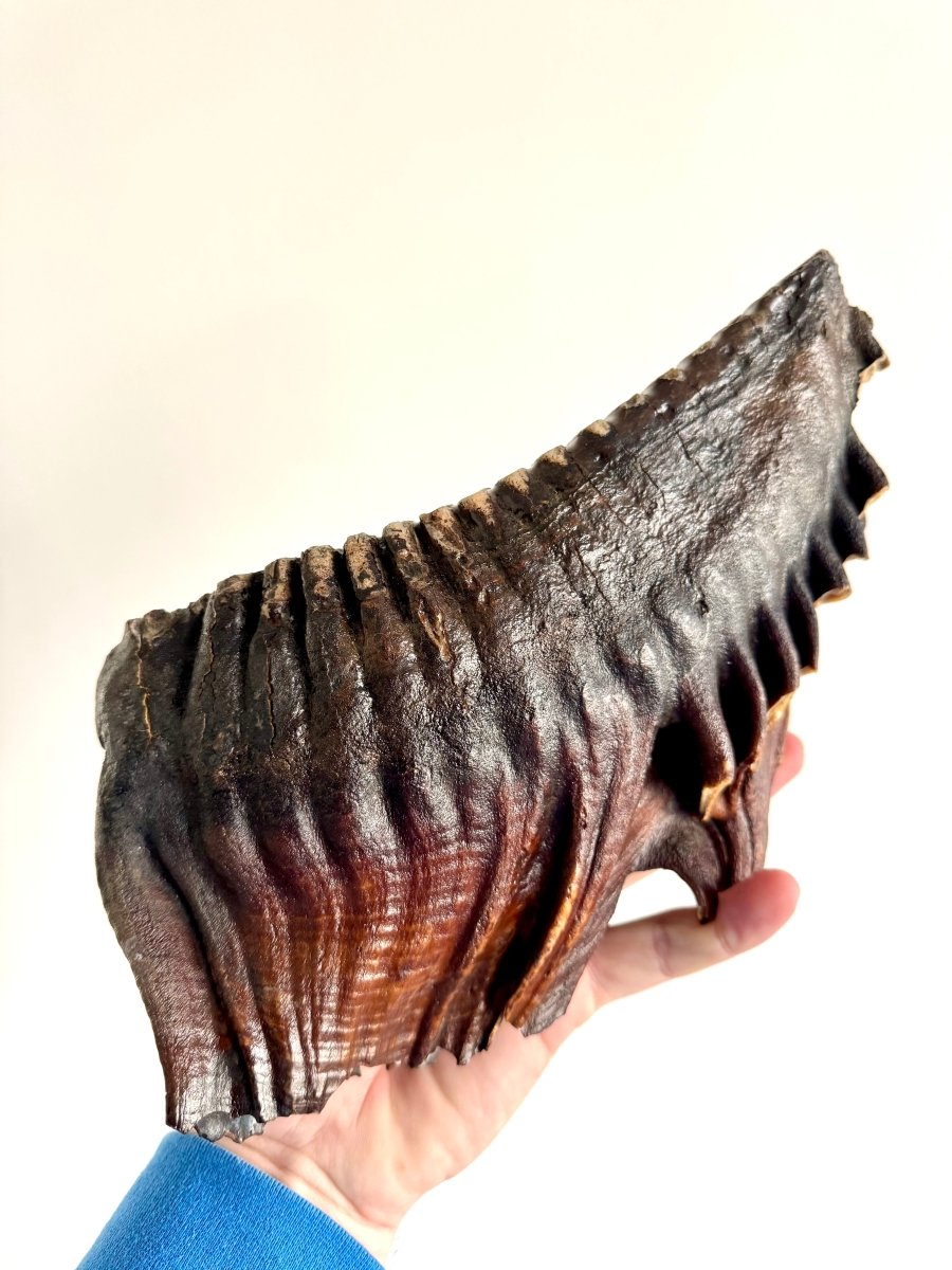2.6 KG Mammoth Molar, Permafrost, Jakutia - FossilsAndMore
