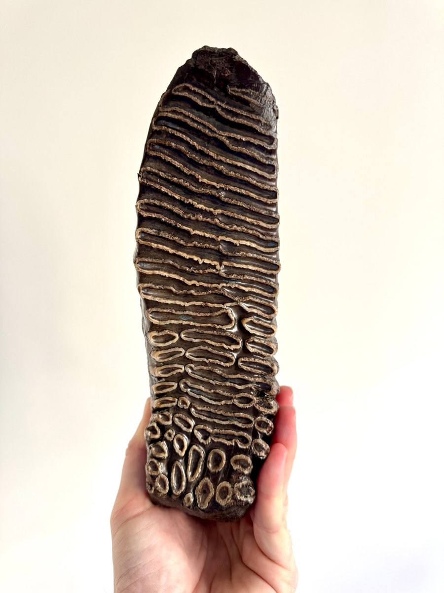 2.6 KG Mammoth Molar, Permafrost, Jakutia - FossilsAndMore