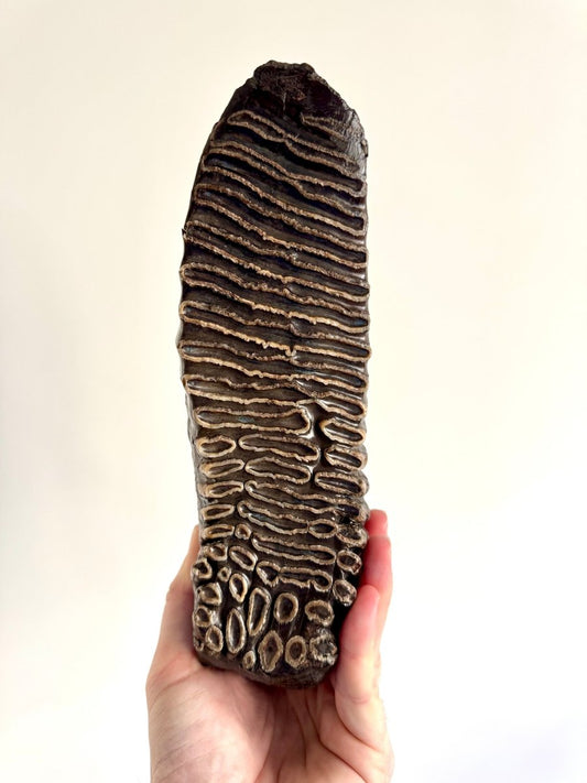 2.6 KG Mammoth Molar, Permafrost, Jakutia - FossilsAndMore