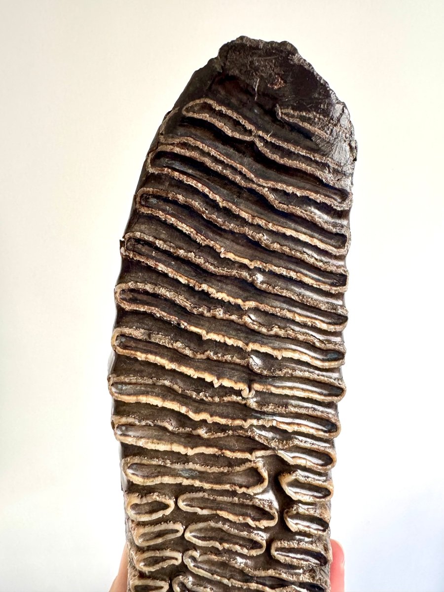 2.6 KG Mammoth Molar, Permafrost, Jakutia - FossilsAndMore