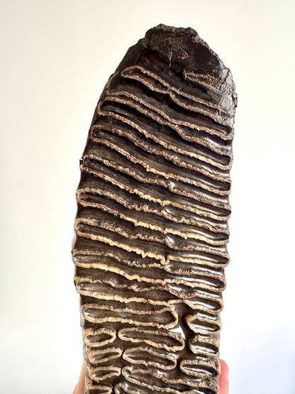 2.6 KG Mammoth Molar, Permafrost, Jakutia - FossilsAndMore