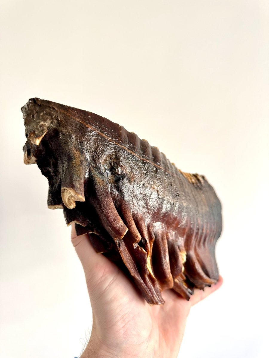 2.6 KG Mammoth Molar, Permafrost, Jakutia - FossilsAndMore