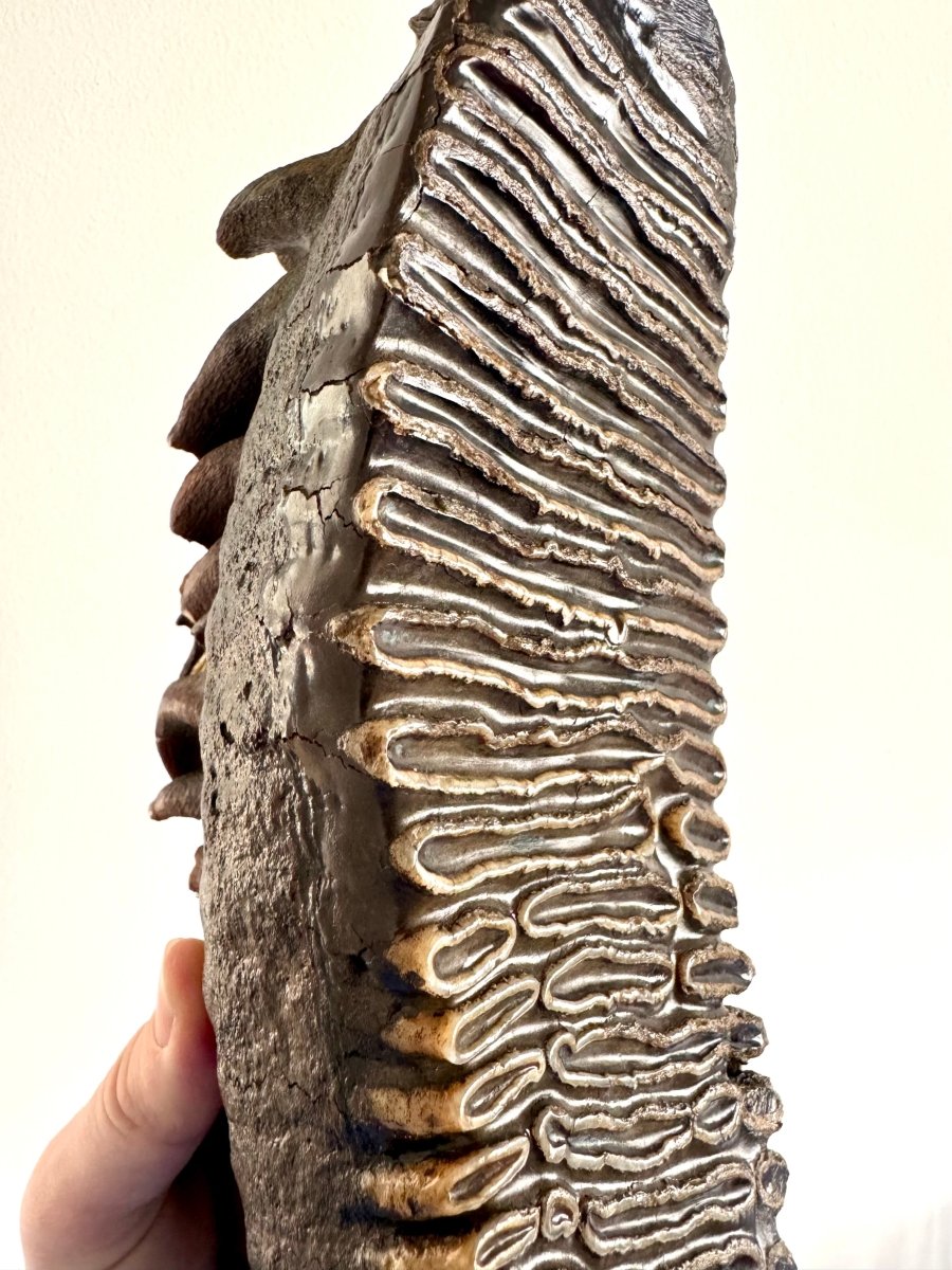 2.6 KG Mammoth Molar, Permafrost, Jakutia - FossilsAndMore