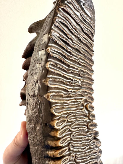 2.6 KG Mammoth Molar, Permafrost, Jakutia - FossilsAndMore