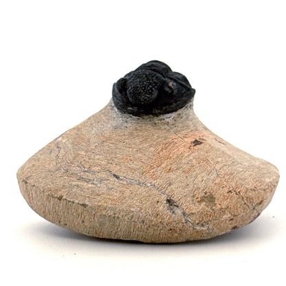 Gerastos granulosus Devonian Trilobite Fossil from Morocco (A024)