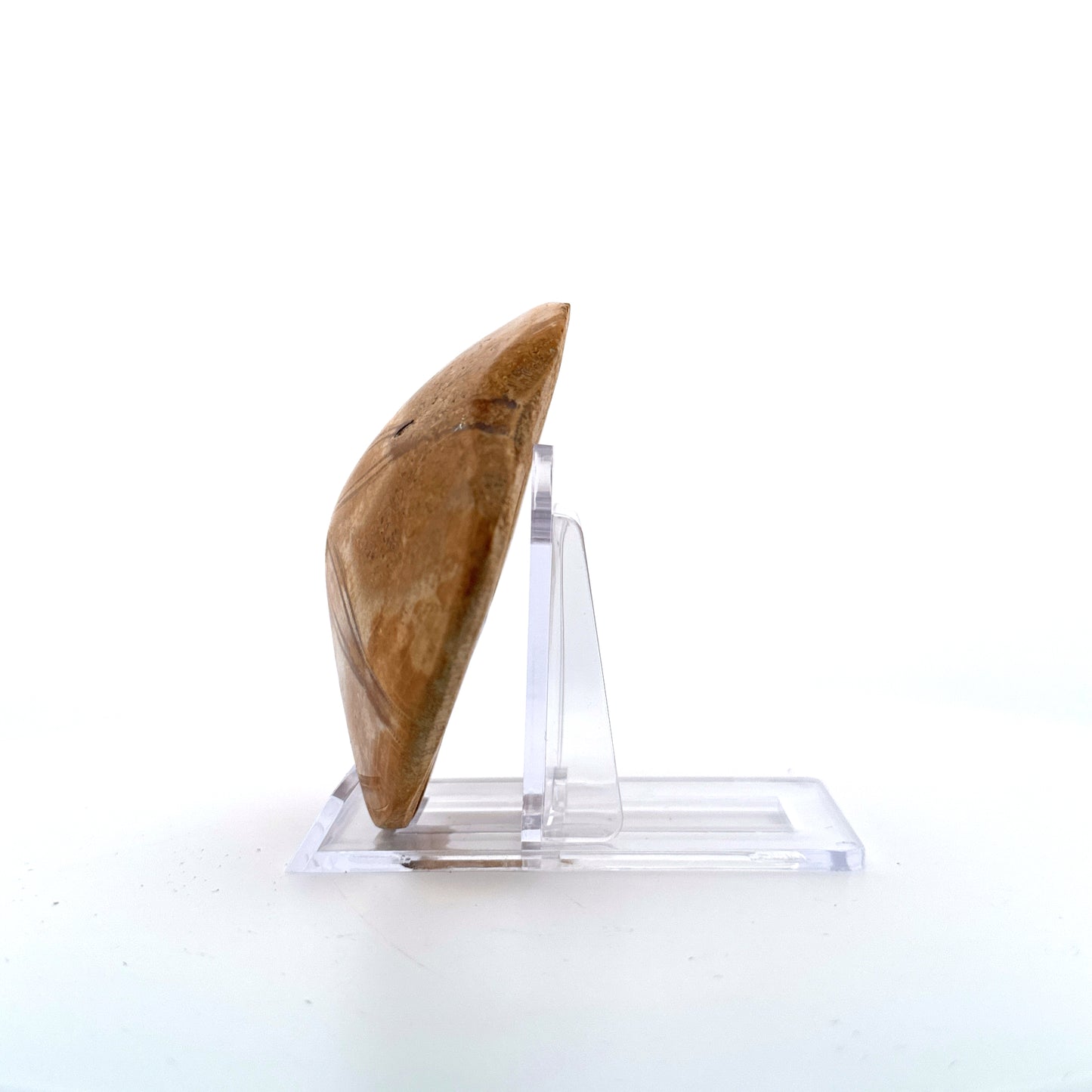 Pygurus Marmonti, zee-egel uit het Jura, Madagaskar (2.88 inch)