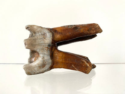2.71" Coelodonta species Molar - FossilsAndMore