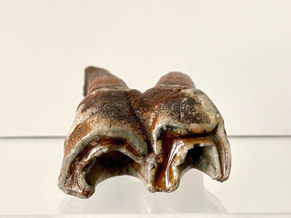2.71" Coelodonta species Molar - FossilsAndMore