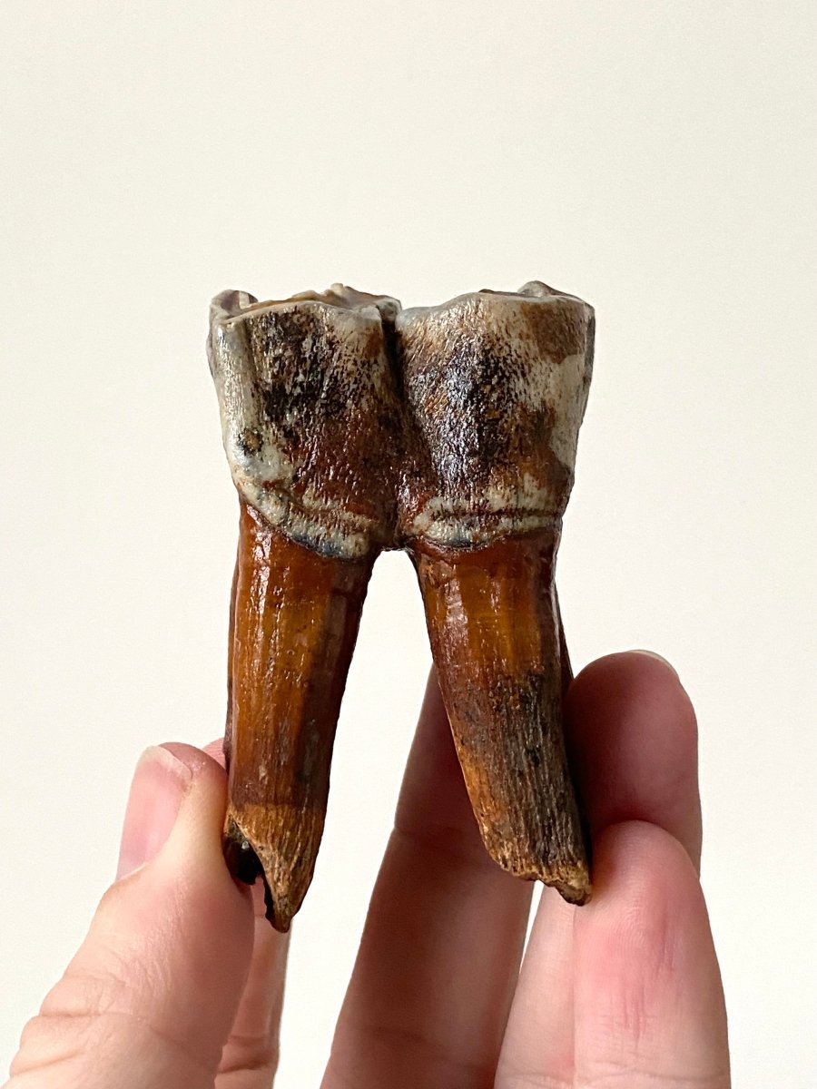 2.71" Coelodonta species Molar - FossilsAndMore