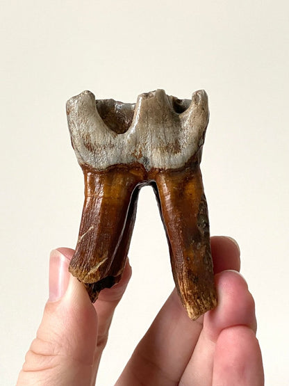 2.71" Coelodonta species Molar - FossilsAndMore