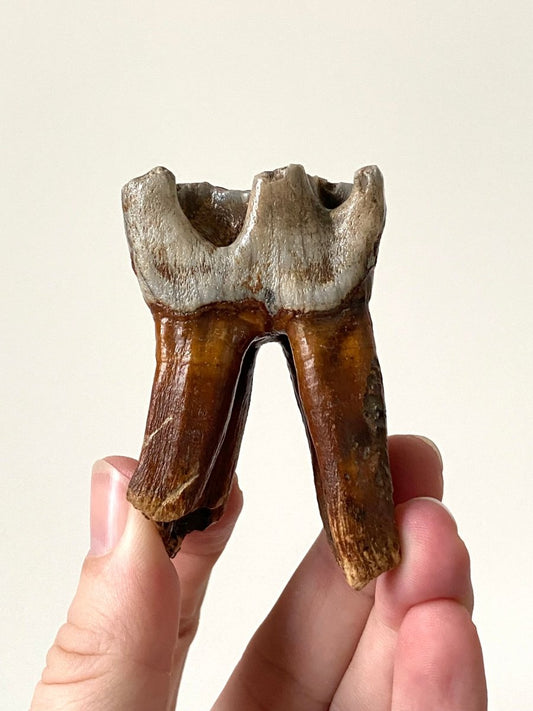 2.71" Coelodonta species Molar - FossilsAndMore