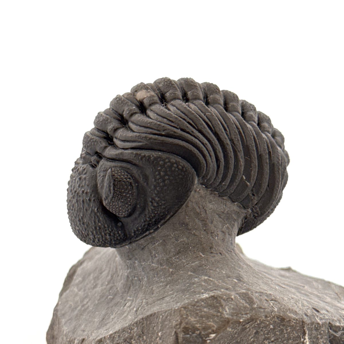 Large Devonian Phacopid Trilobite from Morocco | 2.90"