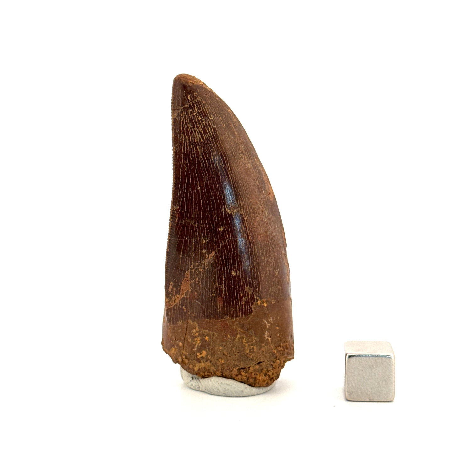 Carcharodontosaurus fossiele tand, Krijt dinosaurus tand uit Kem Kem Beds, Marokko (2,53 inch)