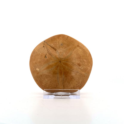 Pygurus Marmonti, zee-egel uit het Jura, Madagaskar (3.06 inch)