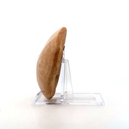 Pygurus Marmonti, zee-egel uit het Jura, Madagaskar (3.05 inch)