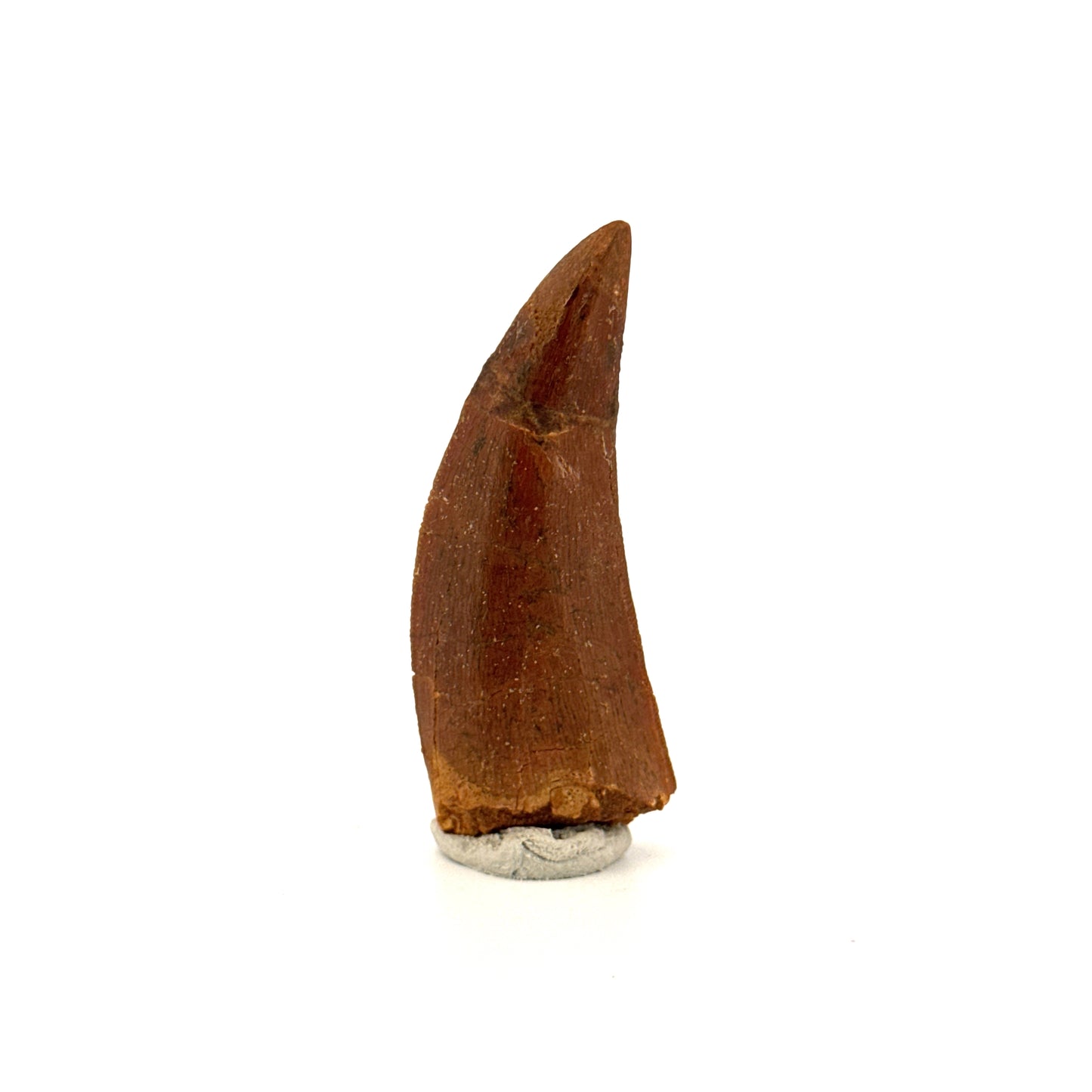 Carcharodontosaurus fossiele tand, Krijt dinosaurus tand uit Kem Kem Beds, Marokko (2,06 inch)