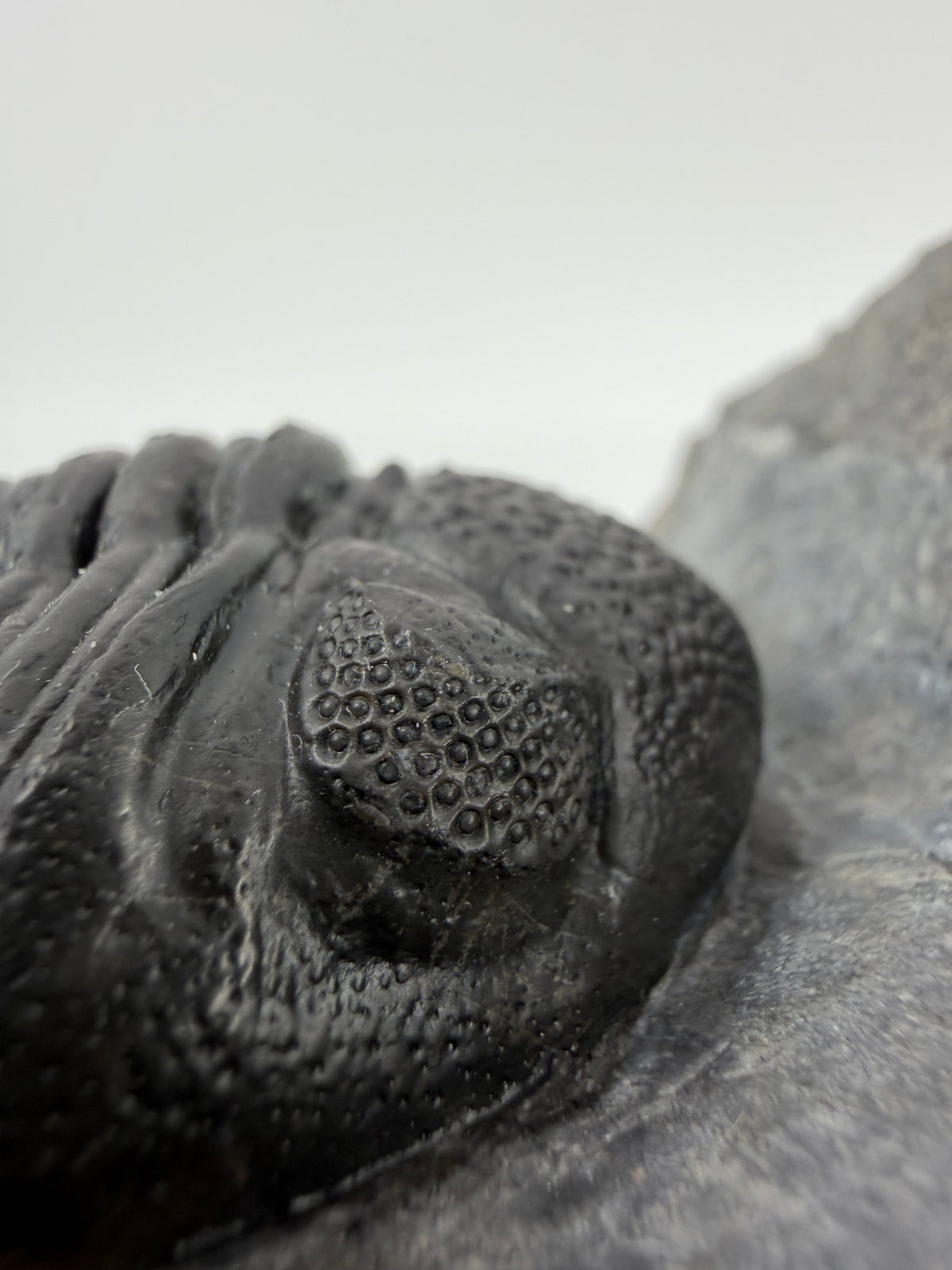 Large Devonian Phacopid Trilobite from Morocco | 3.10"