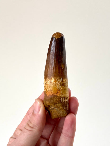 Spinosaurus Maroccanus fossiele tand (4,08 inch) – Laat-Krijt, Marokko