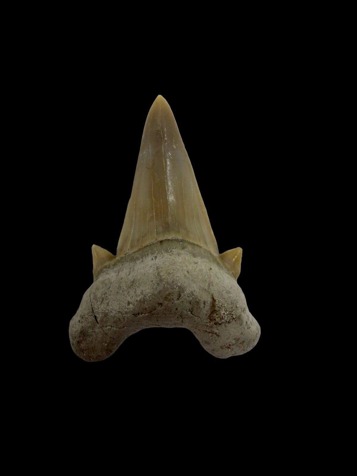 Otodus obliquus Fossil Shark Tooth from Eocene, Morocco | 1.62"