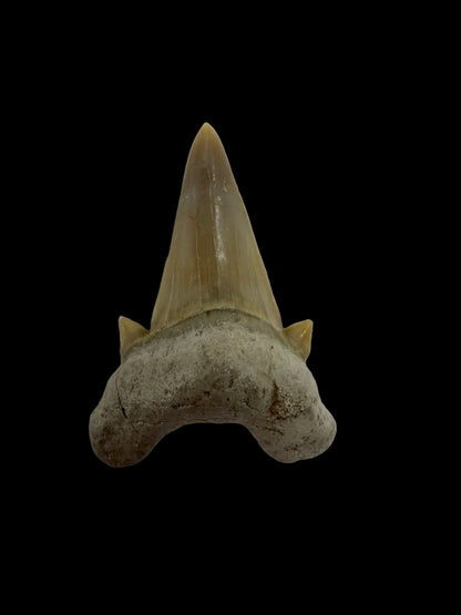 Otodus obliquus Fossil Shark Tooth from Eocene, Morocco | 1.62"