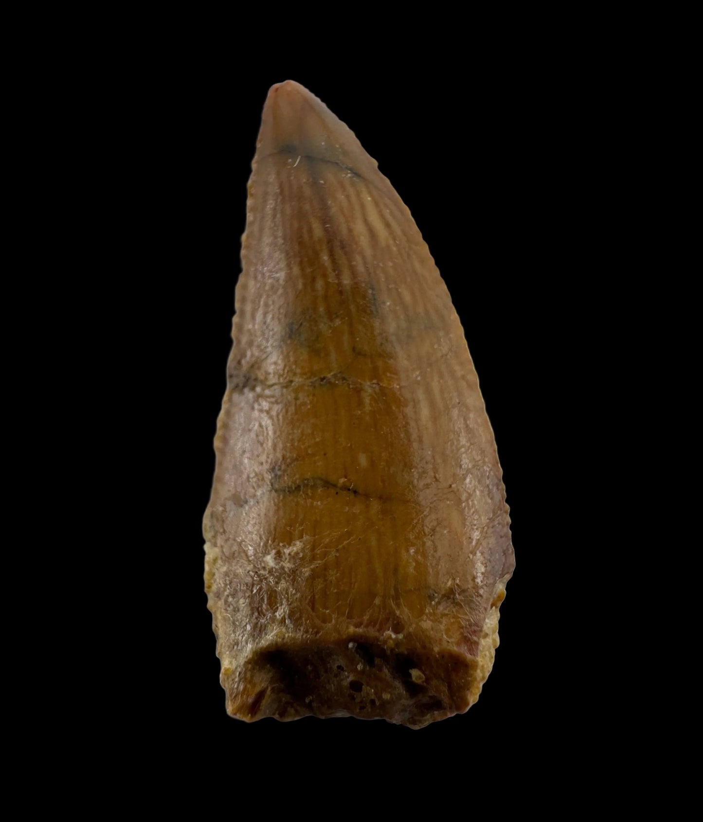 Abelisaurid fossil dinosaur tooth from Kem Kem, Morocco (0.82")