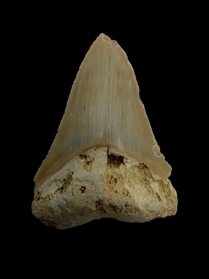 Megalodon Tandfragment uit Indonesië | 2,68 inch