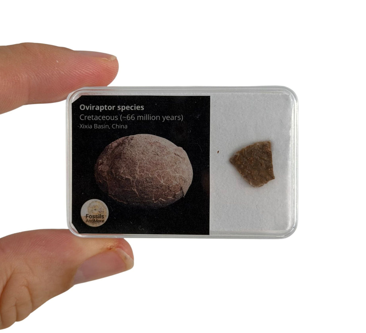 Oviraptor species Eggshell Fragment from Cretaceous, China