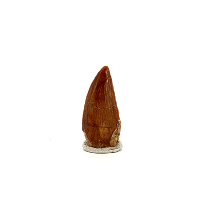 Abelisaurid fossil dinosaur tooth from Kem Kem, Morocco (0.82")