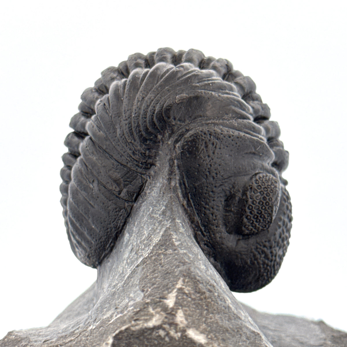Large Devonian Phacopid Trilobite from Morocco | 3.10"