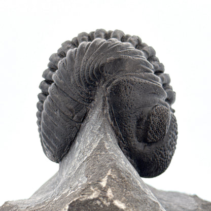 Large Devonian Phacopid Trilobite from Morocco | 3.10"