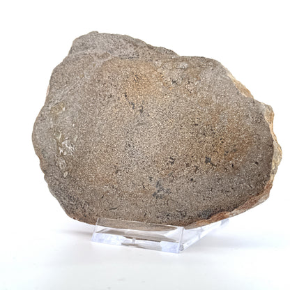 Polished Jurassic Sauropod Dinosaur Bone | 196 Grams