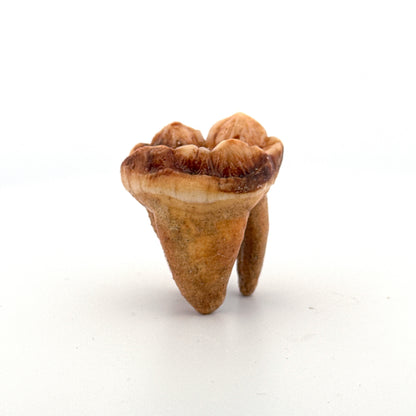 Holenbeer (Ursus spelaeus) kies uit het Pleistoceen, Roemenië (1,41 inch)