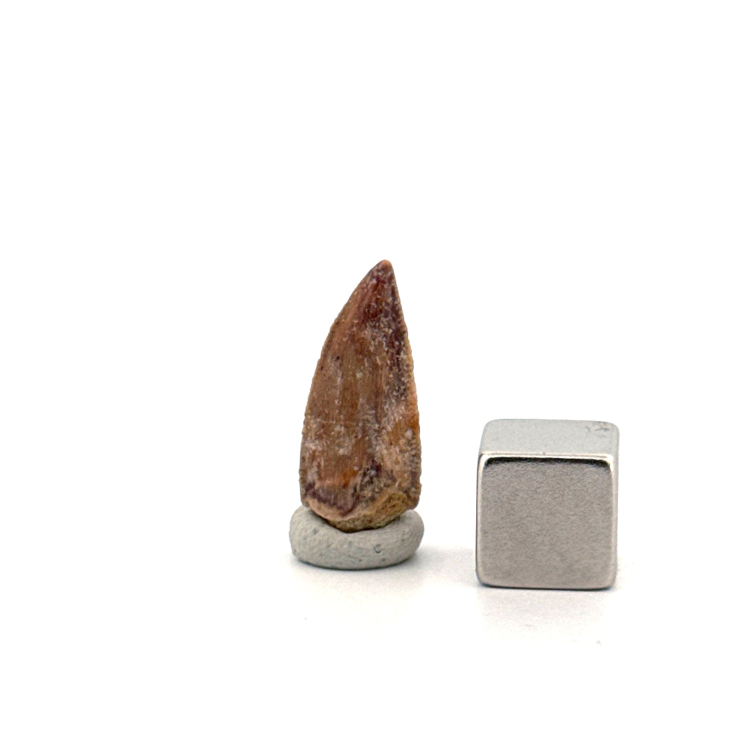 Kryptops palaios Fossil Dinosaur Tooth from Cretaceous, Niger (0.77")