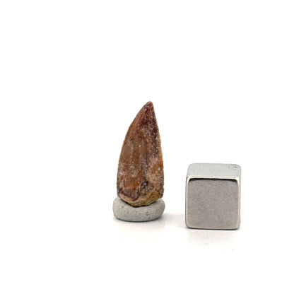 Kryptops palaios Fossil Dinosaur Tooth from Cretaceous, Niger (0.77")