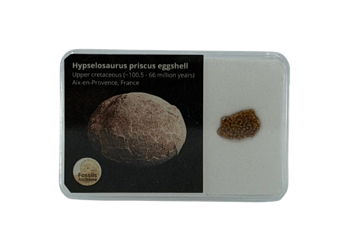 Megaloolithus Eggshell Fragment from Cretaceous, France