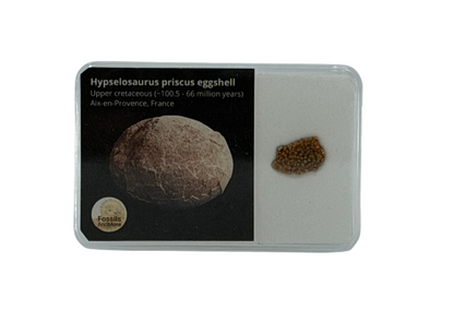 Megaloolithus Eggshell Fragment from Cretaceous, France