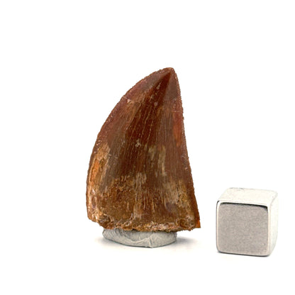 Carcharodontosaurus fossiele tand, Krijt dinosaurus tand uit Kem Kem Beds, Marokko (1,22 inch)
