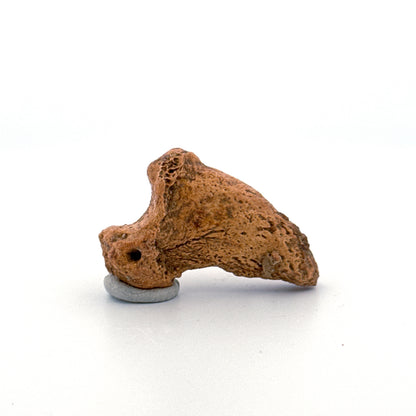 Holenbeer klauw (Ursus spelaeus), distale falanx fossiel (1.43 inch) uit Pleistoceen, Roemenië